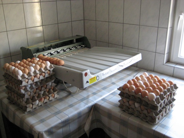 Eiersortiermaschine